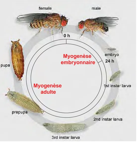 Figure 4. Deux vagues de myogenèse, embryonnaire, puis adulte,  au cours du développement de la drosophile.