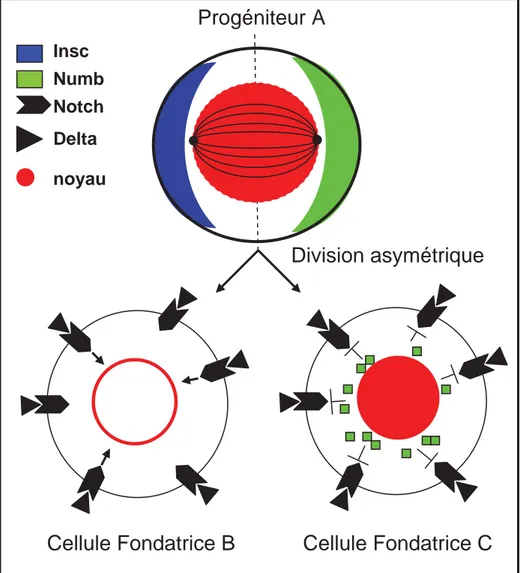 Figure 13. Représentation schématique du processus de division asymétrique d’un progéniteur au cours de la myogenèse chez la  Drosophile