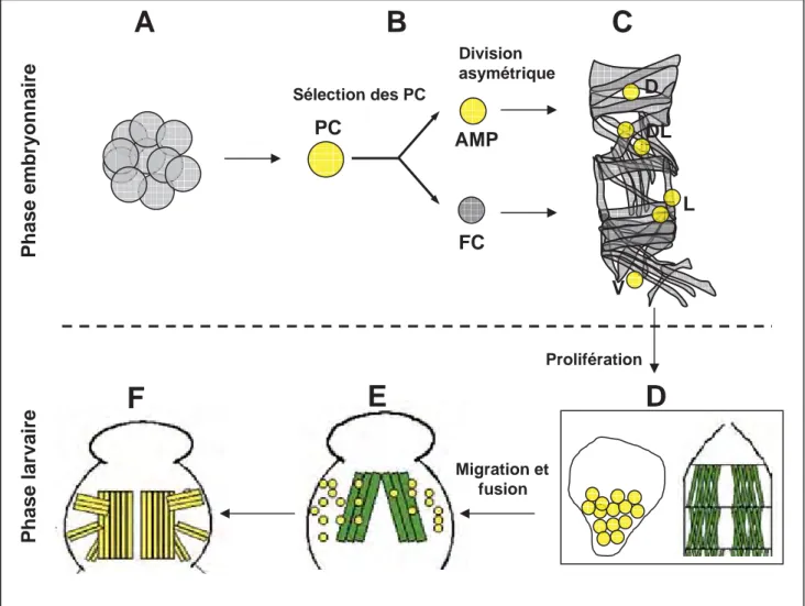 Figure 22 Schéma simplifié des étapes de spécification et de formation des muscles adultes chez la drosophile