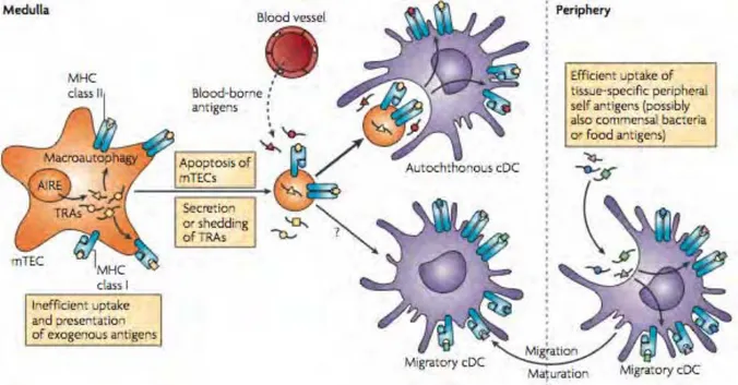 Figure 2 : Mécanismes d’expression d’antigènes tissulaires dans le thymus   par les  mTEC et les DC