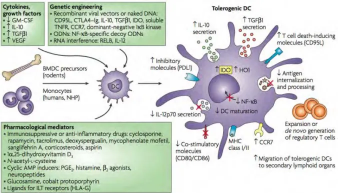 Figure 4 : Génération in vitro de DC tolérogènes 