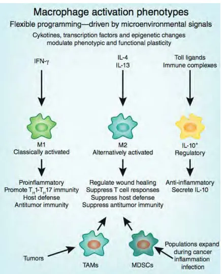 Figure 5 : Sous-populations fonctionnelles de macrophages 
