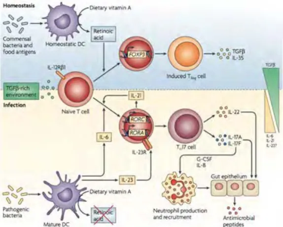 Figure 6 : les lignages de Treg induit et de Th17 nécessitent un facteur commun de  différenciation, le TGF-ß