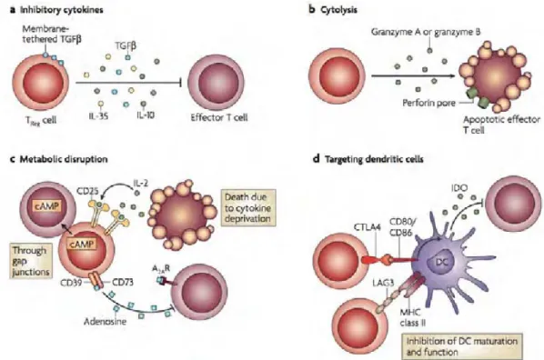 Figure 7 : Mécanismes de suppression utilisés par les Treg CD4+CD25+ 