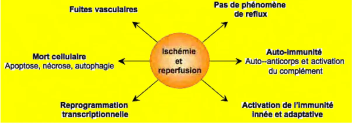 Figure 8 : Processus biologiques impliqués dans l’ichémie-reperfusion 