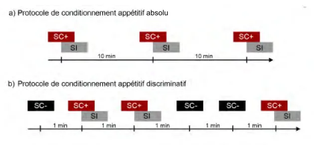 Figure 22 – Schéma représentant les deux protocoles de conditionnement utilisés : a) Conditionnement absolu et b) Conditionnement discriminatif