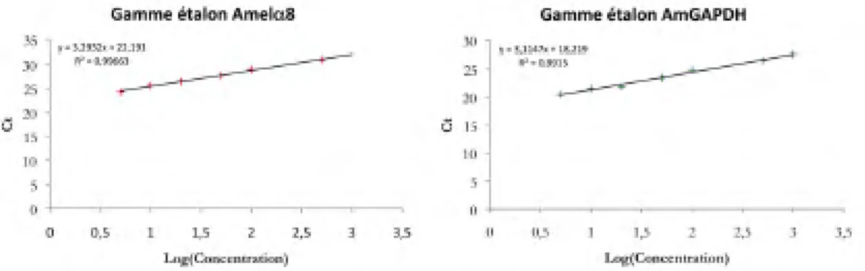 Figure 24 – Gammes étalon et efficacités des réactions de PCR avec les couples d’amorces utilisés pour Amelα8 (Gauche) et AmGAPDH (Droite)