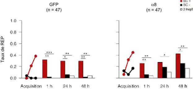 Figure 28 – Représentation graphique des performances d’apprentissage et de rappel lorsque l’injection de siRNA était effectuée 6 h avant le conditionnement