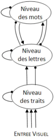 Figure 1 : Représentation schématique du modèle IAM selon McClelland at Rumelhart (1981) 