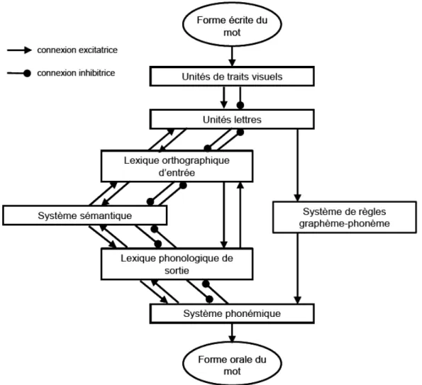 Figure 5 : Modèle double voie à traitement en cascade selon Coltheart et coll. (2001) 