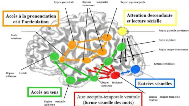 Figure 10 :  Représentation schématique des réseaux neuronaux impliqués dans l’activité de lecture  (tiré de Dehaene, 2007) 
