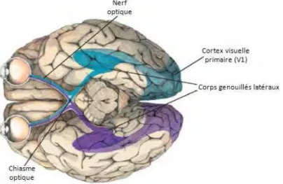 Figure  13 :  Acheminement  de  l’information  visuelle  de  la  rétine  au  cortex  (d’après  IMBERT,  PLS  2002) 