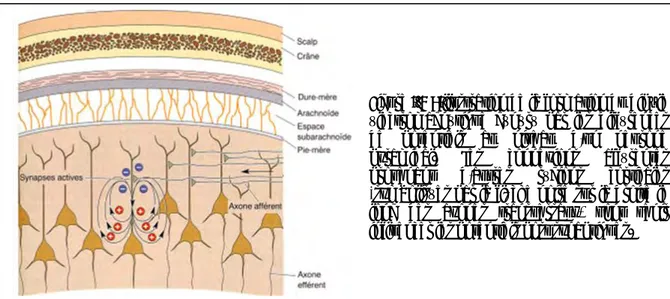 Figure I-8 : Illustration de la formation du dipôle  électromagnétique  généré  par  les  différences  de  potentiels  au  niveau  d'un  neurone  pyramidal