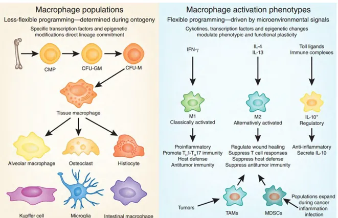 Figure 4 Les différentes populations de macrophages résidents ou activés - D'après (Galli et al., 2011)