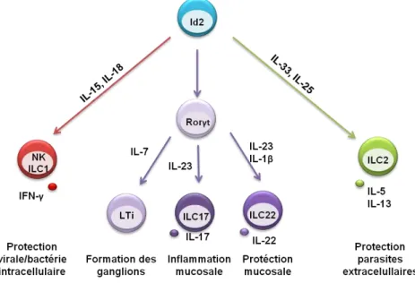 Figure  5  Différenciation  des  populations  de  cellules  lymphoïdes  innées  -  D’après  (Spits  and  Cupedo,  2012)