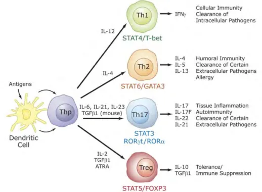 Figure  6  Polarisation  des  Lymphocytes  T  helper  –  D’après  (Jetten,  2009).  La  différenciation  des  populations  de 