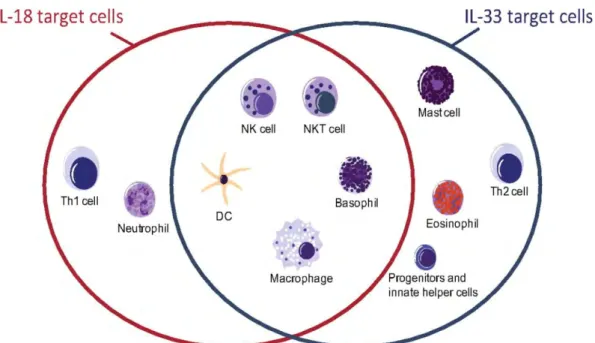 Figure  13  Cellules  cibles  de  l'IL-18  en  comparaison  avec  celles  de  l'IL-33  –  D’après  (Smith,  2011)