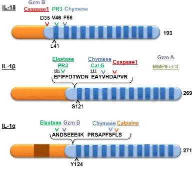 Figure 16. Clivage des membres de la famille IL-1. Diverses protéases sont capables de cliver et d’activer  l’IL-18, l’IL-1β et 