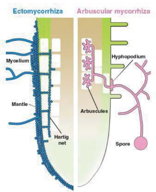 Figure 1-1 Comparaison de la colonisation des racines par les ectomycorhizes (en bleu) et les  endomycorhizes à arbuscules (en rose) (Bonfante &amp; Genre, 2010)