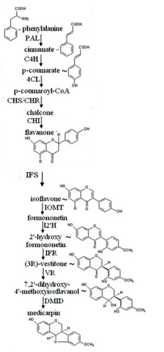 Figure 1-5 Biosynthèse de la médicarpine par la voie des phénylpropanoïdes (adapté d’Harrison et Dixon  1993)