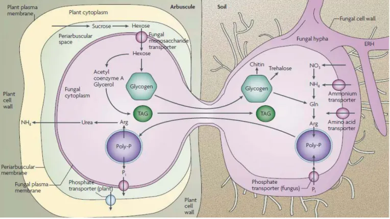 Figure 1-7 Les flux métaboliques dans la symbiose endomycorhizienne à arbuscule. (Parniske, 2008)