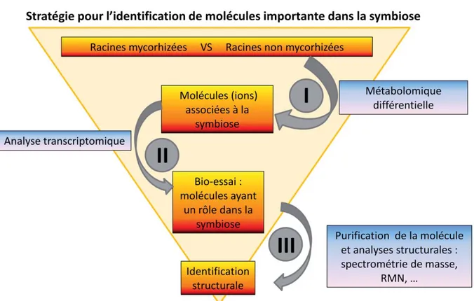 Figure 1-8 Schéma général de la stratégie mise en place pour identifier des molécules impliquées dans la  symbiose