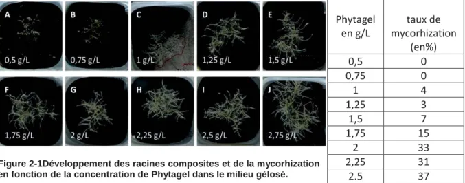 Figure 2-1Développement des racines composites et de la mycorhization  en fonction de la concentration de Phytagel dans le milieu gélosé