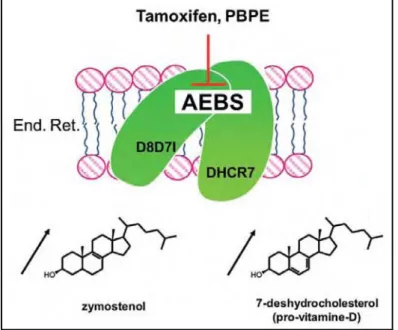 Figure 12 : Mode d’action des ligands d’AEBS sur le site AEBS  115 .  AEBS est constitué des enzymes 