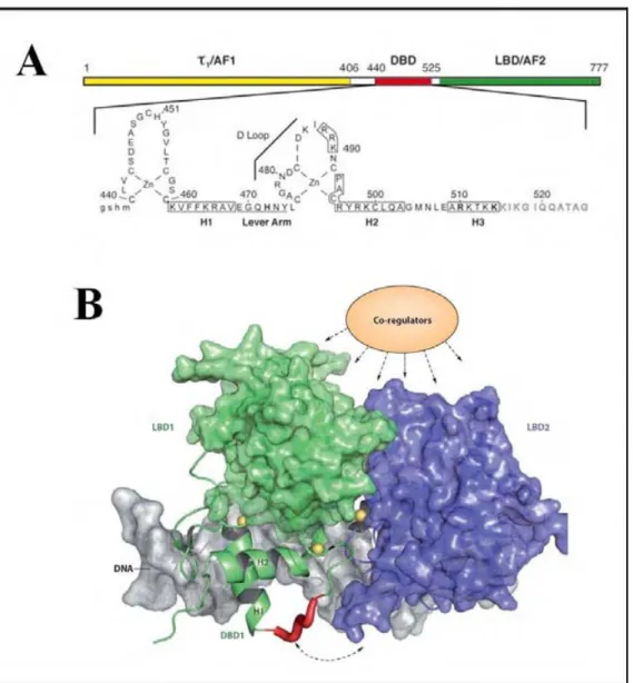 Figure 24 : Le bras levier du DBD des récepteurs nucléaires. A. Le bras levier dans la structure primaire du 