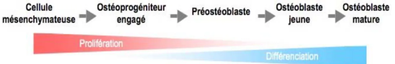 Figure 3. Étapes successives de la différenciation ostéoblastique. 