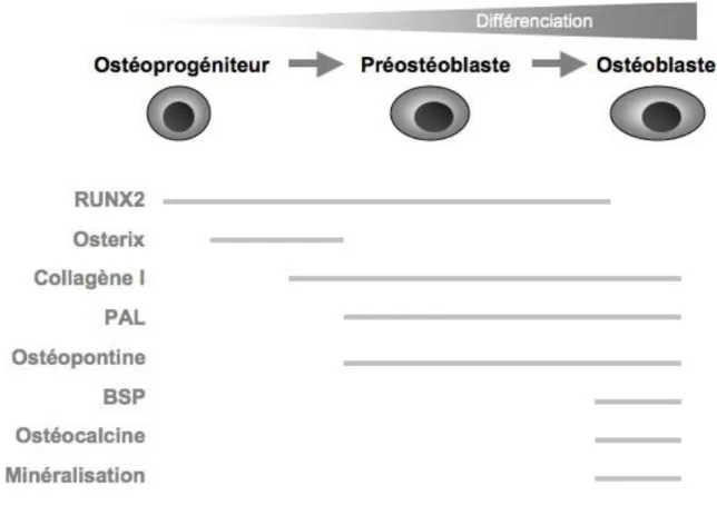 Figure 4. Expression de marqueurs de la différenciation ostéoblastique  (Modifié d’après  Marie 2001) 