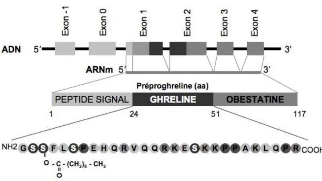 Figure 7. Structure du gène humain de la ghreline  (adapté de Schellekens et al. 2010).