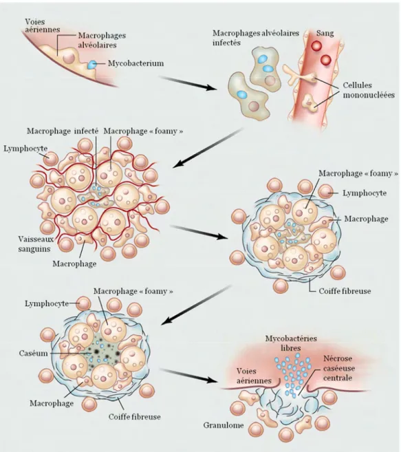 Figure 3: Le cycle infectieux de Mycobacterium tuberculosis. D’après Russell et al., 2010