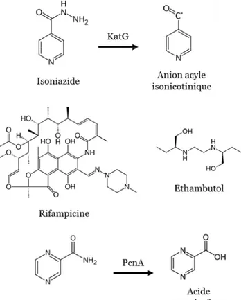 Figure  5:  Les  antituberculeux  de  première  ligne.  L’isoniazide  (INH)  et  la  pyrazinamide  (PZA)  sont  des  prodrogues  dont  les  dérivés  actifs  sont  produits  grâce  à  l’activité  de  la  catalase/péroxydase  KatG  et  de  la  pyrazinamidase