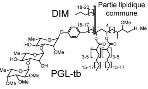 Figure 13 : Structures du dimycosérosate de phtiocérol (DIM) et du dimycosérosate de phénolphtiocérol  (PGL-tb) de M
