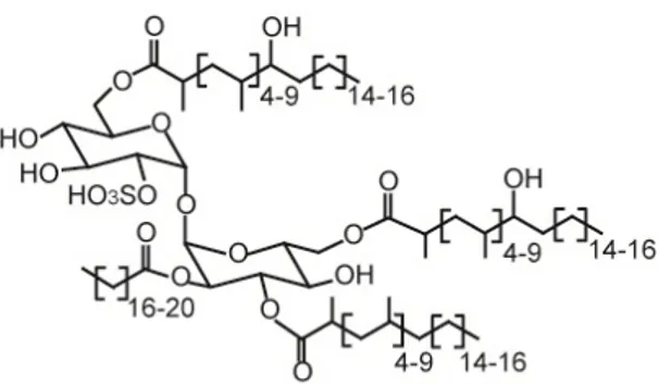 Figure 11 : Structure du sulfolipide majeur de M. tuberculosis H37Rv (SL-1). Le tréhalose est sulfaté en  position 2 et acylé en position 2’ par un acide palmitique ou stéarique, en position 3’ par un acide 