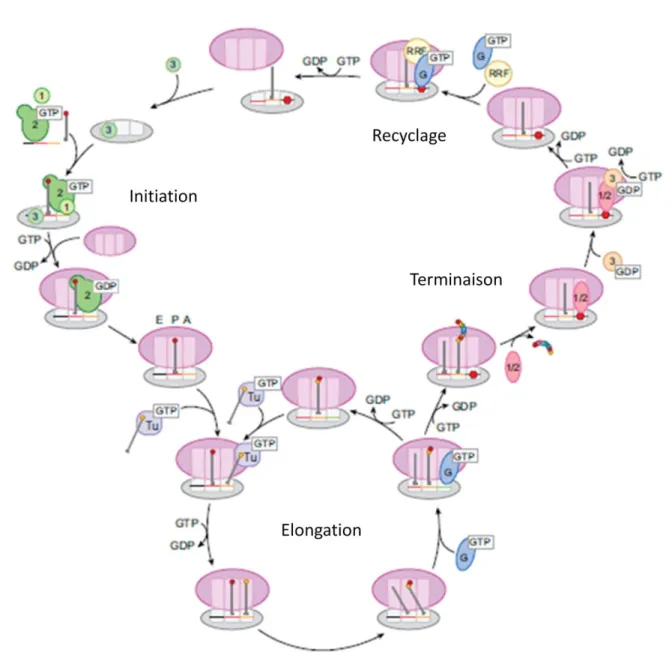 Figure 2 : Cycle de la traduction chez les procaryotes. Adaptée de Marshall et al., 2008 