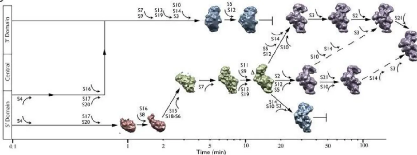 Figure 7 : Les diverses voies d’assemblage des protéines ribosomiques de la petite sous-unité 