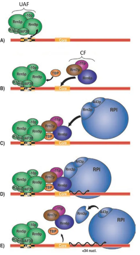 Figure 10 : Recrutement de l’ARNr Pol. I et  initiation de la transcription de l’ADNr chez S