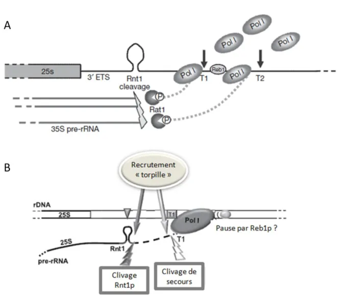 Figure  12  :  Mécanisme  de  « torpille »  permettant  la  terminaison  de  la  transcription  de 