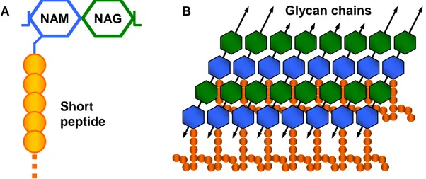 Fig. I.3. Cartoon representation of the peptidoglycan structure. (A) The disaccharide building block of  the  glycan  chains  with  a  short  peptide  attached  to  the  NAM  monomer