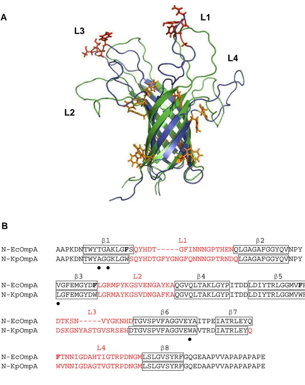 Fig.  I.9.  Similarities  between  the  NMR  structures  of  N-EcOmpA  ([9],  PDB:  2GE4)  and  N-KpOmpA  ([47],  PDB:  2K0L)