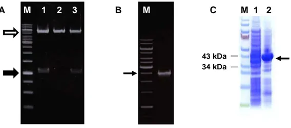 Fig.  1.2.  Validation  of  the  pET26bII-F-KpOmpA  construct  and  first  protein  expression