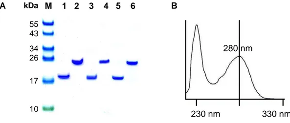 Fig. 1.7. Monitoring the protein folding and concentration during the detergent exchange step and the  final stage of the procedure