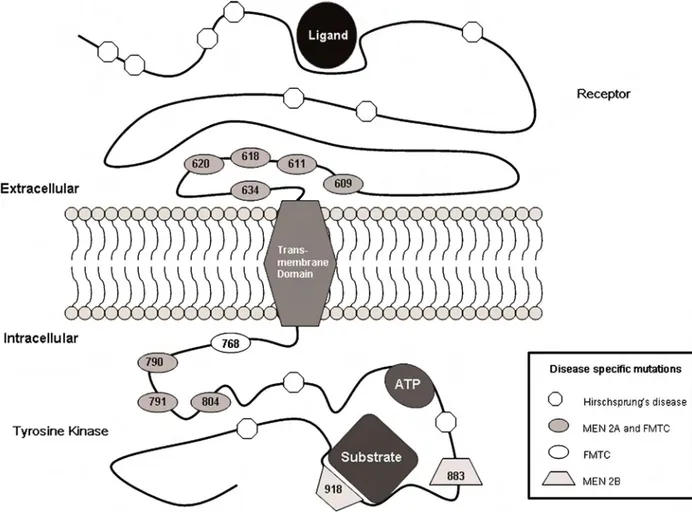 Figure 2: Représentation schématique des mutations associées aux différentes  formes de MTC [27]