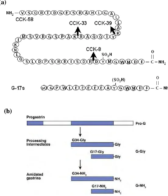 Figure 5: Séquence de la Cholécystokinine (CCK) et de la gastrine. 