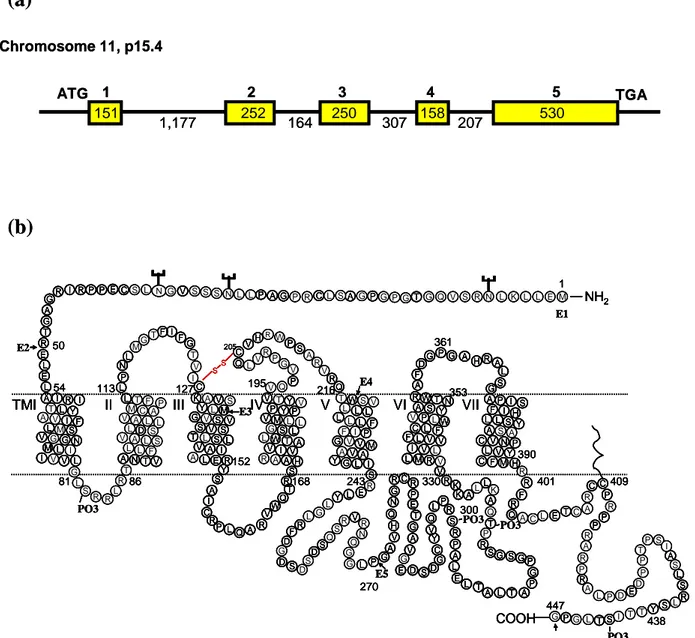 Figure 6: Représentation schématique du gène et de la protéine du récepteur  CCK2 humain