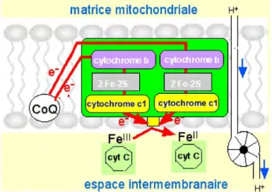 Figure  6 :  Complexe  III  de  la  chaine  respiratoire  (http://www2.ulg.ac.be/cord/mito%20 