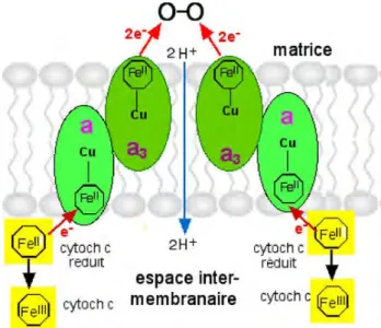 Figure  7 :  Complexe  IV  de  la  chaine  respiratoire  (http://www2.ulg.ac.be/cord/mito%20 