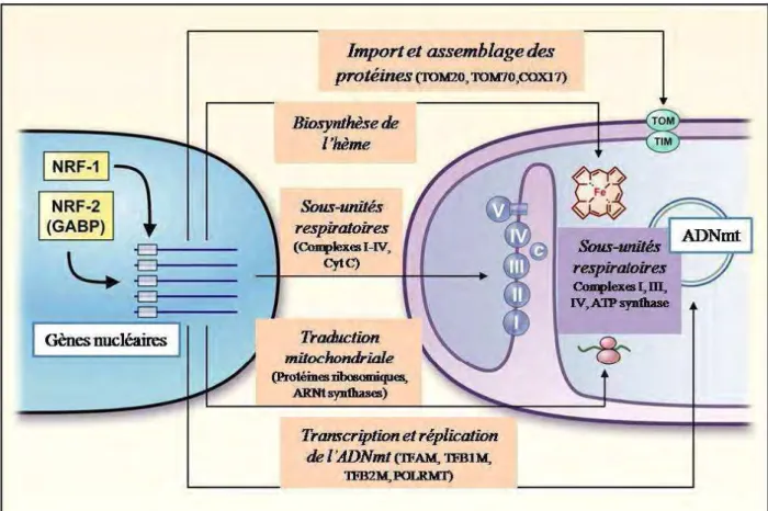 Figure  13 :  Régulation  des  fonctions  mitochondriales  par  NRF‐1  et  NRF‐2 :  les  NRFs  contribuent 